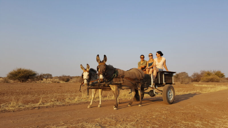 Desert Donkey Ride