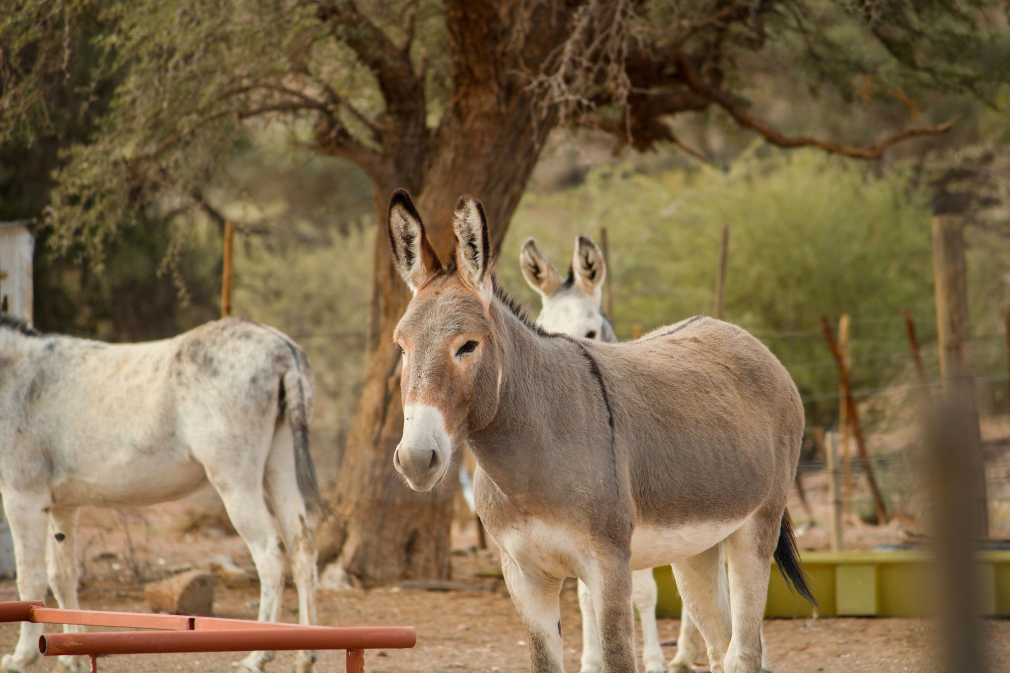 Farm Friends Experience