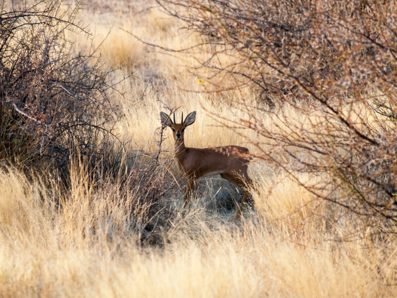 Wildlife Spotting in Namibia